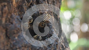 honey bee worker move in ant out from wooden hold