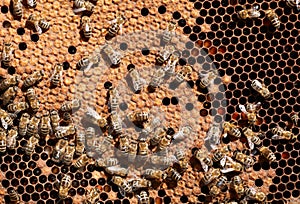 Honey bee workers on honeycomb