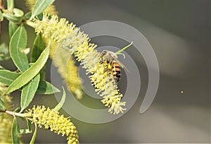 A honey bee working on a new blooming willow branch.