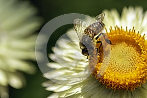 Honey bee on xerochrysum bracteatum flower known as the golden everlasting or strawflower