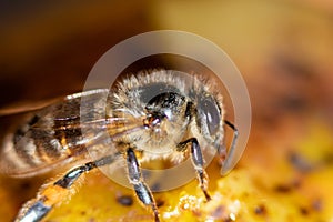 Honey bee on a yellow background, macro close-up