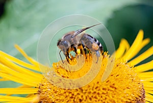 Honey bee during yellow daisy flower plant pollination macro