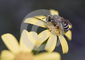Honey bee on yellow daisy. macro photo. pollen is smeared on it.