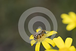 Honey bee on yellow daisy. macro photo. pollen is smeared on it.