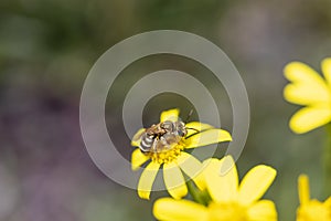 Honey bee on yellow daisy. macro photo. pollen is smeared on it.