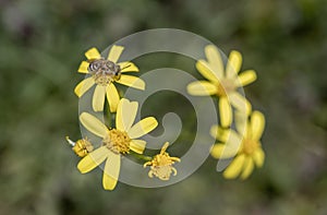 Honey bee on yellow daisy. macro photo. pollen is smeared on it.