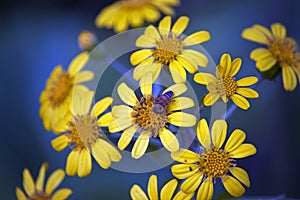 Honey Bee on Yellow Daisy