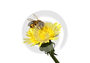 Honey bee on an yellow Dandelion flower