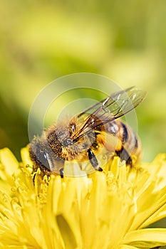 Honey Bee on Yellow Flower