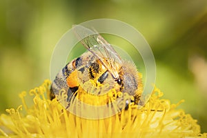 Honey Bee on Yellow Flower