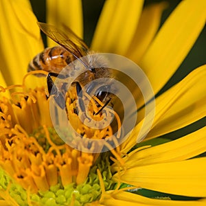 Honey bee on a yellow flower