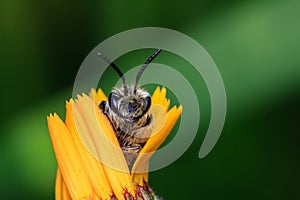 Honey Bee on Yellow Flower