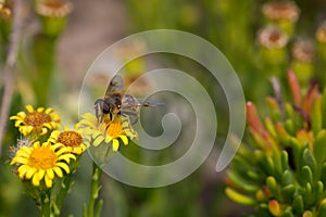 Honey Bee on Yellow Flower, Close Up Macro