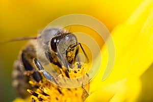 Honey Bee on a yellow flower collecting Pollen. Closeup of a wild Bee
