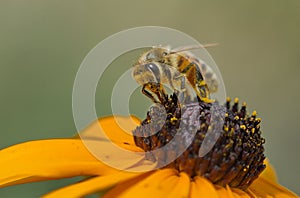 Honey bee yellow flower echinacea
