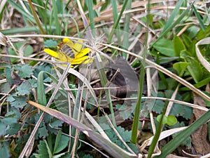 A honey bee on a yellow flower. March. Spring