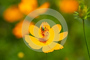 Honey bee with yellow flowers.