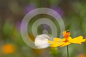 Honey bee with yellow flowers.