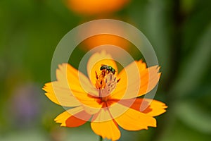 Honey bee with yellow flowers.