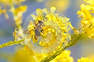 Honey bee on yellow green mustard flower