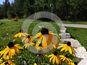 Honey bee on yellow meadow flowers in grass in nature or in the garden.