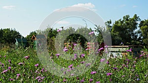 Honey beehives. Hardworking bees which bring honey to their hives in a sunny day in summer.