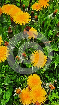 Honey Been On Flowers Butterfly On Flower Yellow dandelion flower on spring meadow.