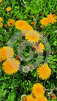 Honey Been On Flowers Butterfly On Flower Yellow dandelion flower on spring meadow.