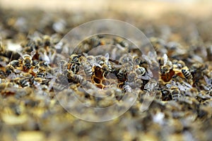 Honey Bees