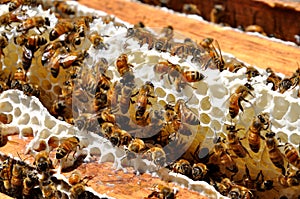 Honey Bees