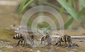 Honey bees, Apis mellifera close up drinking water