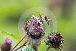 Honey bees & x28;Apis mellifera& x29; fighting over flower