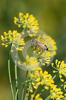 Honey bees, apis mellifera,pollinate fennel flowers