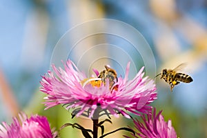 Honey bees on aster. photo