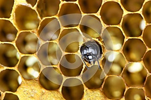 Honey Bees on bee hive.