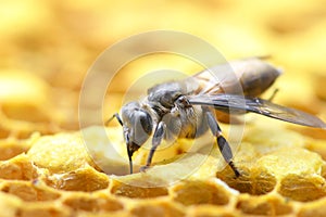 Honey Bees on bee hive.