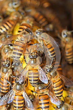 Honey Bees on bee hive in Southeast Asia.