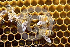 Honey Bees on bee hive in Thailand and Southeast Asia.