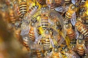 Honey Bees on bee hive in Thailand and Southeast Asia.