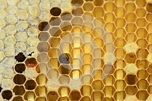 Honey Bees on bee hive in Thailand and Southeast Asia.