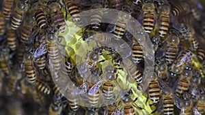 Honey Bees on bee hive in Thailand and Southeast Asia.