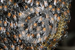 Honey Bees on bee hive in Thailand and Southeast Asia.