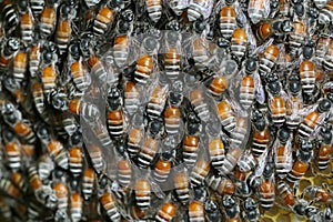 Honey Bees on bee hive in Thailand and Southeast Asia.