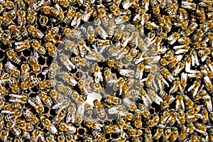 Honey bees busy making honey texture