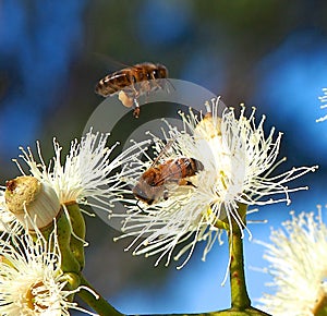 Honey Bees Busy Pollinating the Sugar Gum Tree (Eucalyptus cladocalyx)