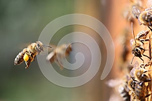 Honey bees carrying pollen