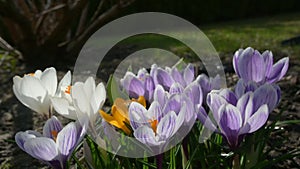 Honey Bees collecting pollen with blooming crocuses