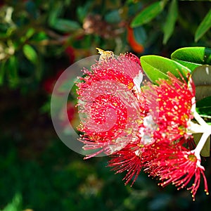 Honey bees collecting pollen on red flowers of Pohutukawa tree. Close-up