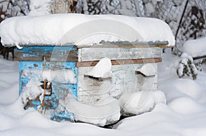 Honey Bees Colony In The Winter. Wintering Bees in Beehive