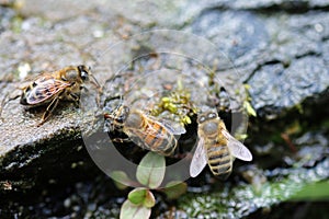 Honey bees drinking water by stream